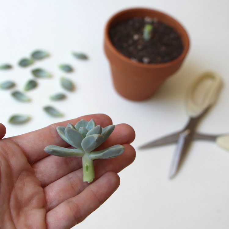 Propagating Succulents